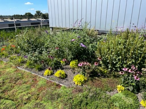 Cooling and purification in urban environments through a green roof (= riparian plant roof)