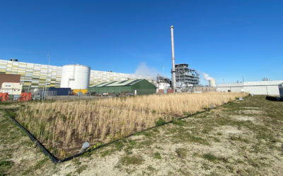 Phytoair as a pre-treatment for industrial water at DOW Terneuzen