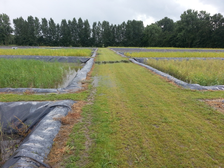 Manure processing Leemans Wortel