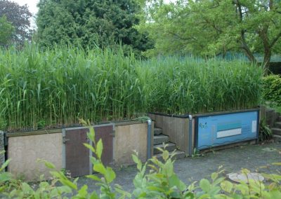 Percolation field purifies sanitary water park Provinciedomein Huizingen