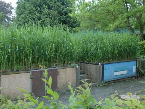 Percolatieveld zuivert sanitair water park Provinciedomein Huizingen