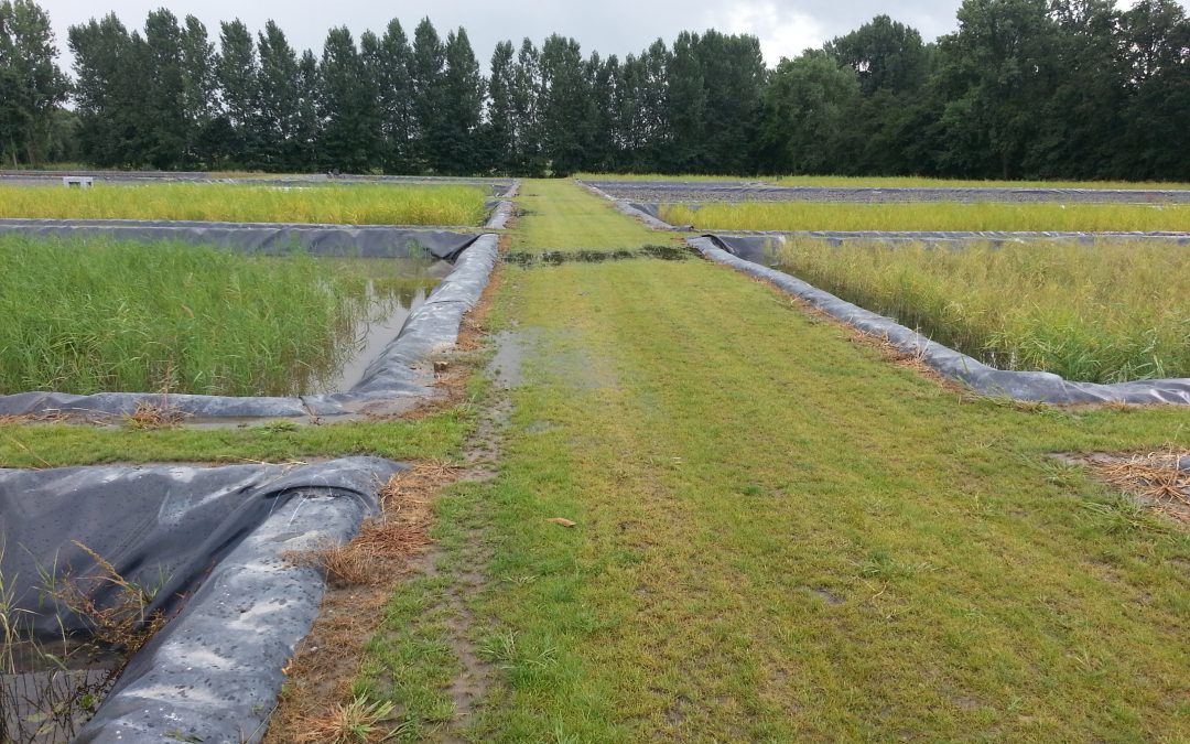 Rietveld 1,2 ha voor mestverwerking in Wortel (B)